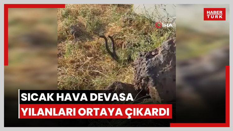 Sıcak hava devasa yılanları ortaya çıkardı