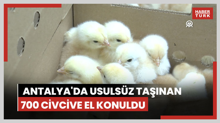 Antalya'da usulsüz taşınan 700 civcive el konuldu