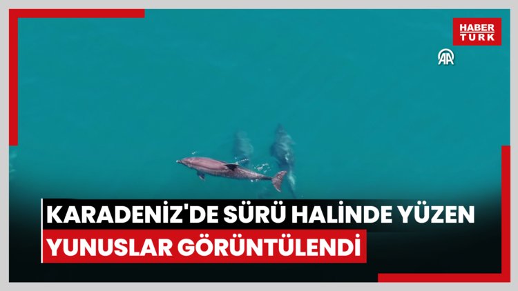 Karadeniz'de sürü halinde yüzen yunuslar görüntülendi
