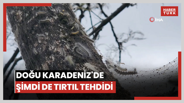 Doğu Karadeniz'de şimdi de tırtıl tehdidi
