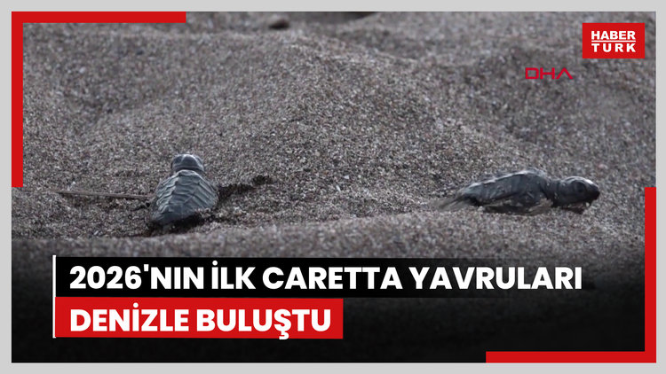 2026'nın ilk caretta yavruları denizle buluştu