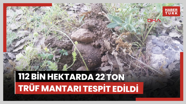 112 bin hektar tarandı, yer altında 22 ton trüf mantarı tespit edildi