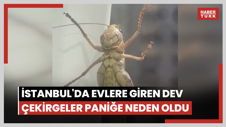 İstanbul'da evlere giren dev çekirgeler paniğe neden oldu