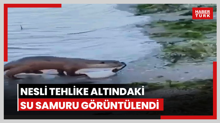Nesli tehlike altındaki su samuru görüntülendi