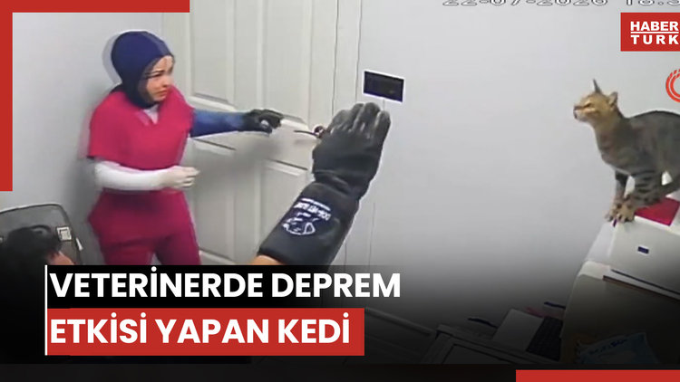 Veterinerde deprem etkisi yapan kedi Türkiye'nin gündeminde