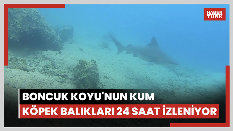 Boncuk Koyu'nun kum köpek balıkları 24 saat izleniyor