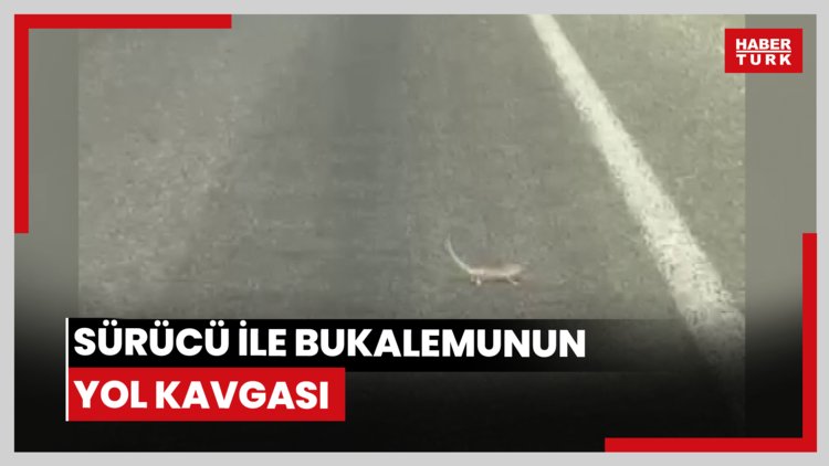 Sürücü ile bukalemunun yol kavgası