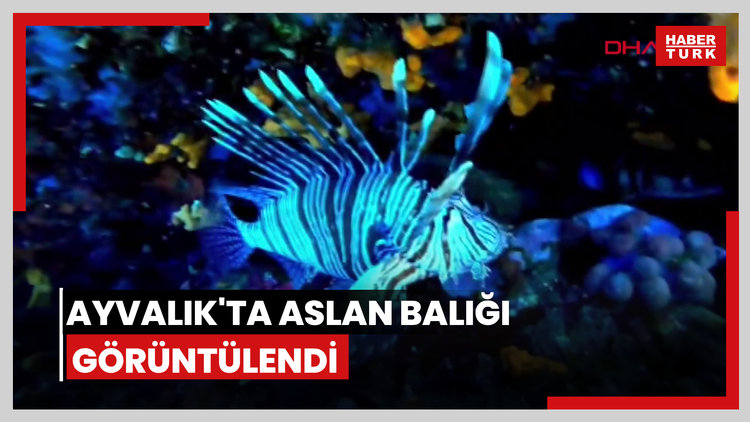 Ayvalık'ta aslan balığı görüntülendi