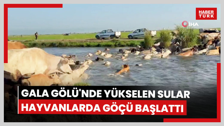 Gala Gölü'nde yükselen sular hayvanlarda göçü başlattı