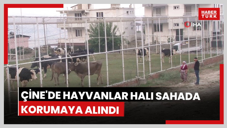 Çine'de alevlerin ulaştığı mahallede hayvanlar halı sahada korumaya alındı