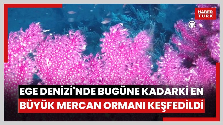 Ege Denizi'nde bugüne kadarki en büyük mercan ormanı keşfedildi