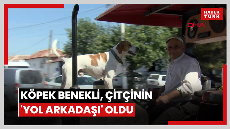 Köpek Benekli, çiftçinin 'yol arkadaşı' oldu