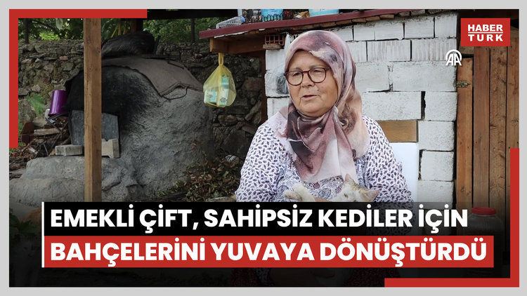 Emekli çift, sahipsiz kediler için bahçelerini yuvaya dönüştürdü