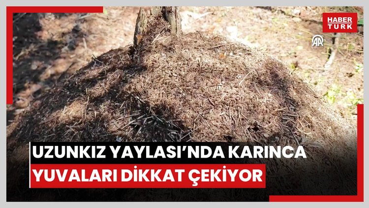 Uzunkız Yaylası'nda tepecik şeklindeki karınca yuvaları dikkati çekiyor