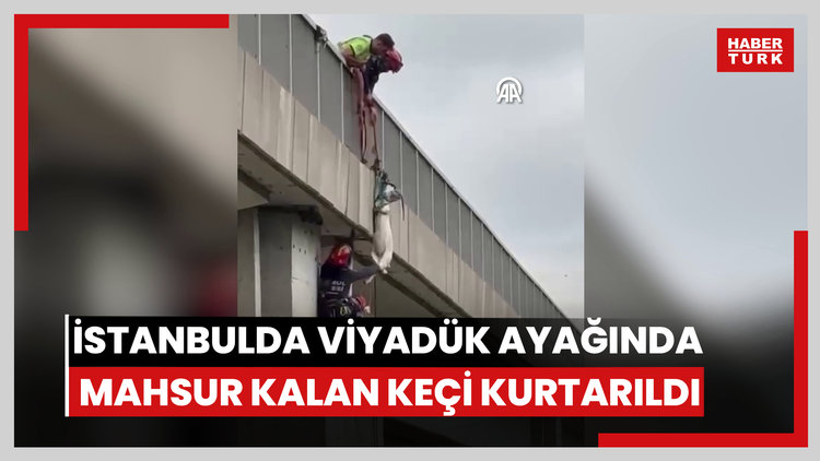 İstanbulda viyadük ayağında mahsur kalan keçi kurtarıldı