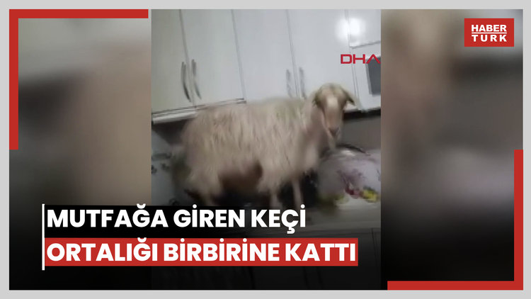 Mutfağa giren keçi ortalığı birbirine kattı