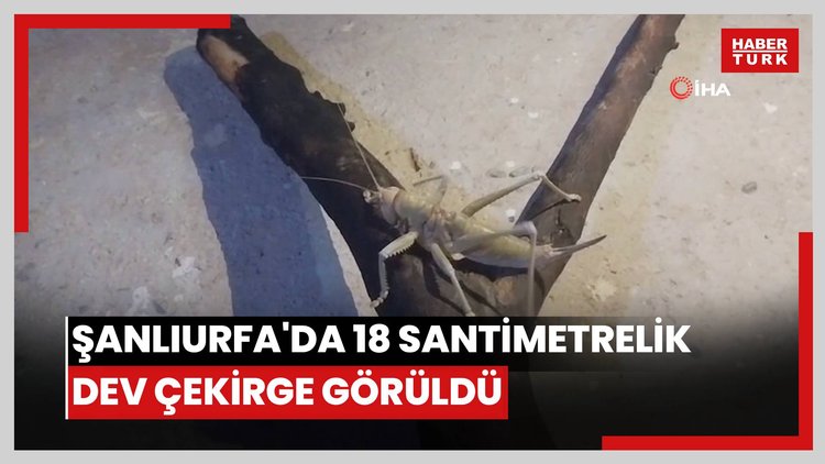 Şanlıurfa'da 18 santimetrelik dev çekirge görüldü