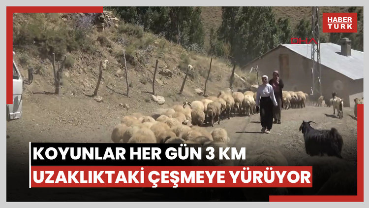 Koyunları her gün 3 km uzaklıktaki çeşmeye yürütüyorlar
