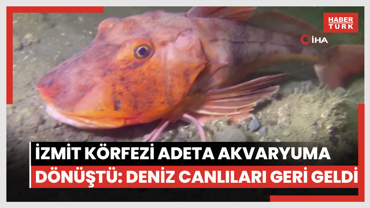 İzmit Körfezi adeta akvaryuma dönüştü: Deniz canlıları geri geldi