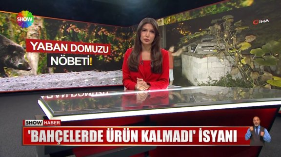 Domuzlar mısır tarlalarına dadandı!