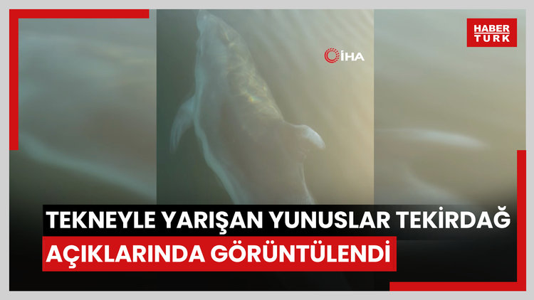Tekirdağ açıklarında yunus balıkları görüntülendi : Yunus balıkları adeta tekne ile yarıştı