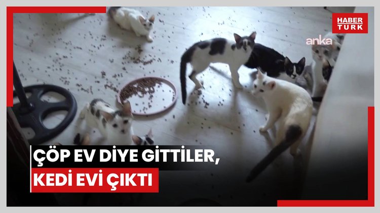 Çöp ev diye gittiler, kedi evi çıktı