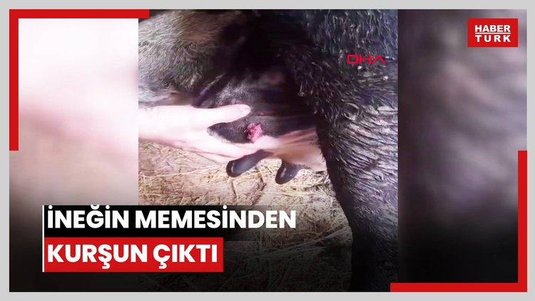 İneğin memesinden kurşun çıktı
