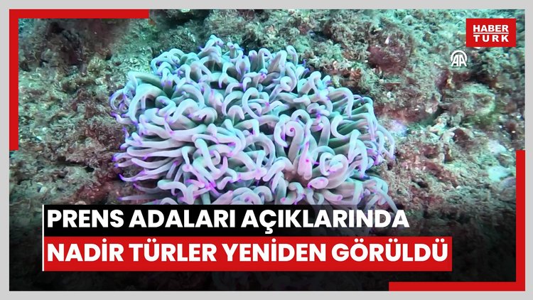 Prens Adaları açıklarında nadir görülen türler yeniden gözlemlendi
