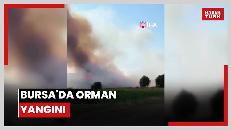 Bursa'da orman yangını