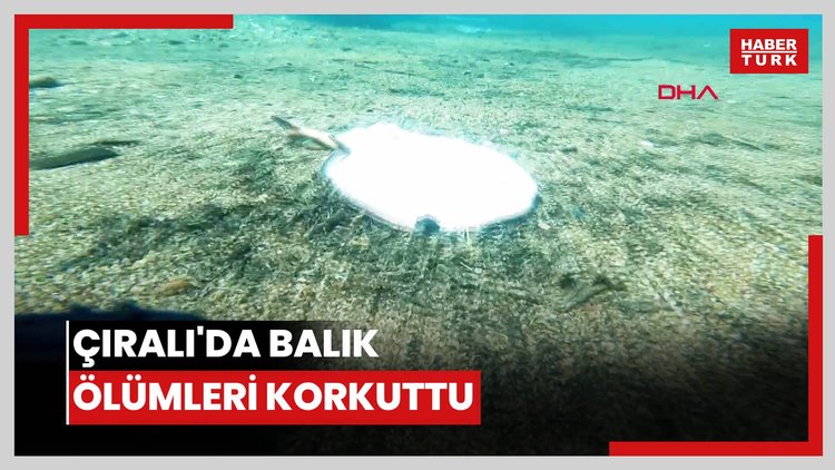 Çıralı'da balık ölümleri korkuttu