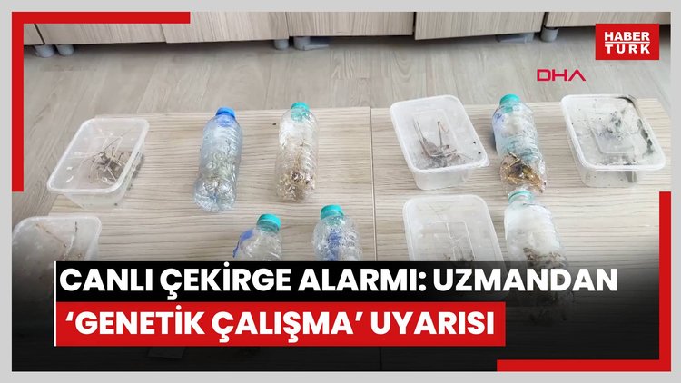 Yabancıların canlı çekirge toplarken yakalanmasına, uzmandan 'genetik çalışma' uyarısı