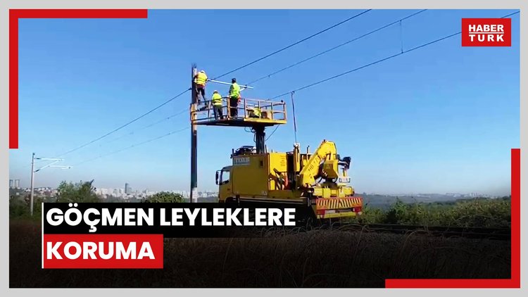 Göçmen leyleklere koruma