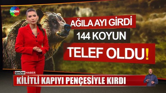 Aç ayı 144 koyunu telef etti!