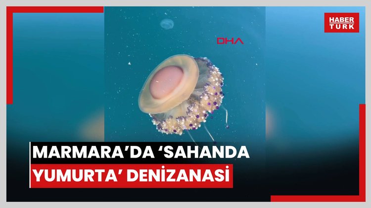 Marmara Denizi'nde 'sahanda yumurta denizanası' görüntülendi