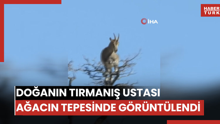 Doğanın tırmanış ustası ağacın tepesinde görüntülendi