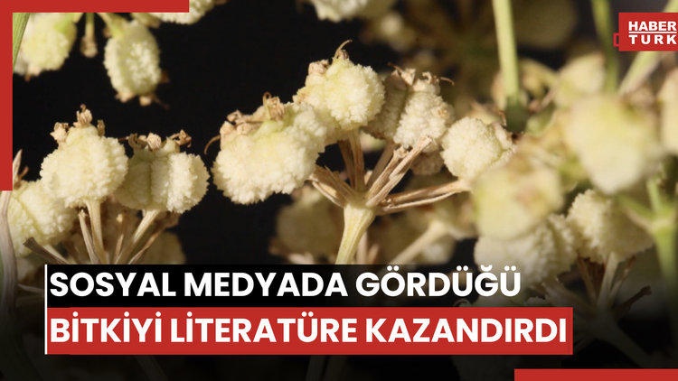 Sosyal medyada fotoğrafını gördüğü bitkiyi literatüre kazandırdı