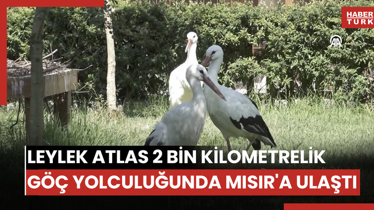 Leylek Atlas 2 bin kilometrelik göç yolculuğunda Mısır'a ulaştı