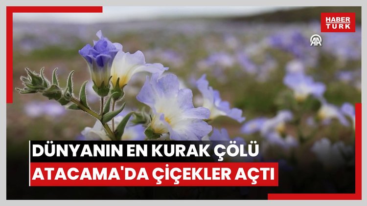 Dünyanın en kurak çölü Atacama'da çiçekler açtı