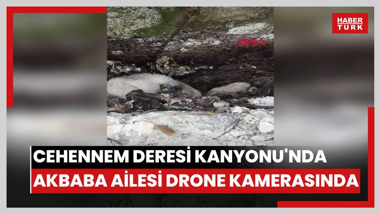 Cehennem Deresi Kanyonu'nda akbaba ailesi drone kamerasında