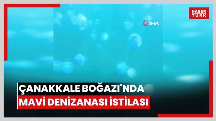 Çanakkale Boğazı'nda mavi denizanası istilası