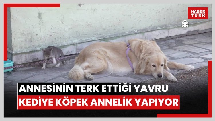 Annesinin terk ettiği yavru kediye köpek annelik yapıyor