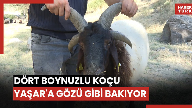 Dört boynuzlu koçu Yaşar'a gözü gibi bakıyor