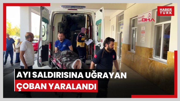 Ayı saldırısına uğrayan çoban yaralandı