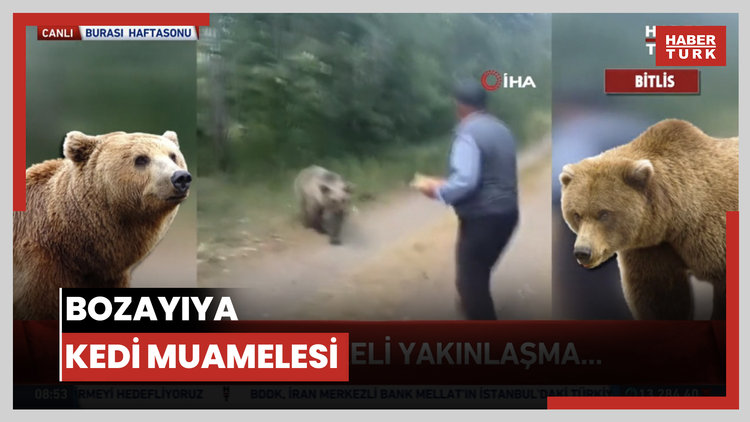 Bozayıya kedi muamelesi