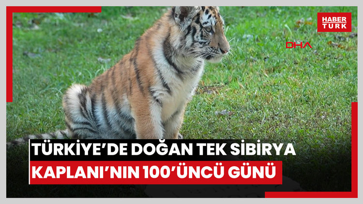 Türkiye'de doğan tek Sibirya kaplanı 'Virginia'nın 100'üncü günü kutlandı