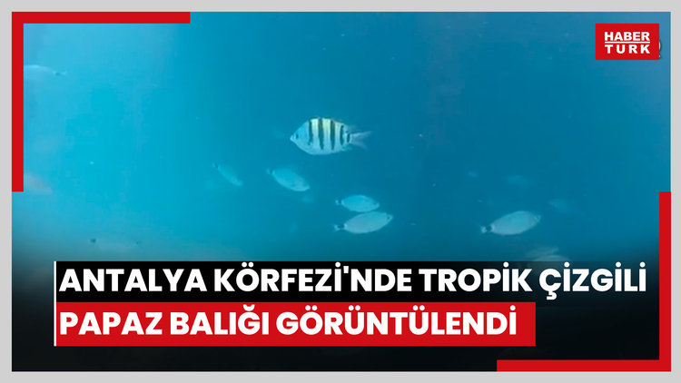 Antalya Körfezi'nde tropik çizgili papaz balığı görüntülendi