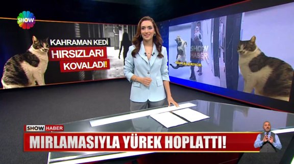 Evdeki kedi hırsızları kaçırdı!