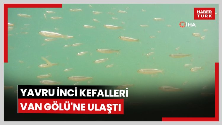 Yavru inci kefalleri Van Gölü'ne ulaştı