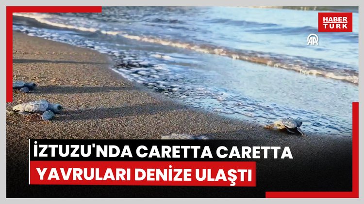 İztuzu'nda caretta caretta yavruları denize ulaştı