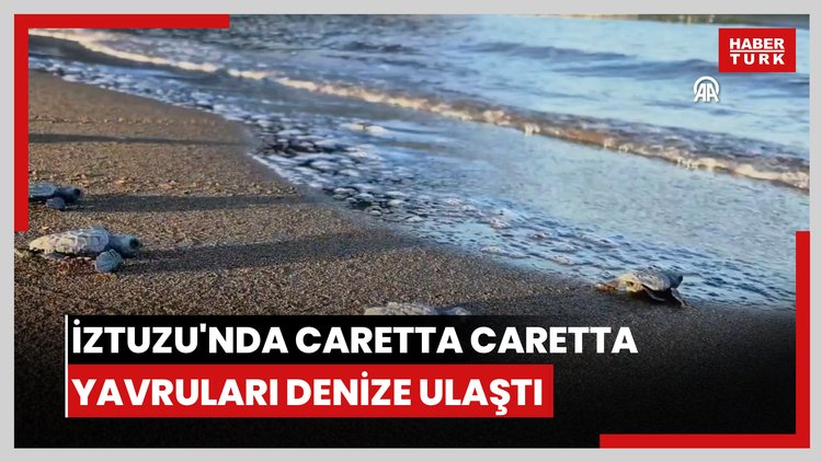 İztuzu'nda caretta caretta yavruları denize ulaştı